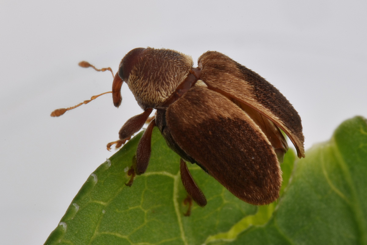 Curculionidae:  Lignyodes enucleator?  S !